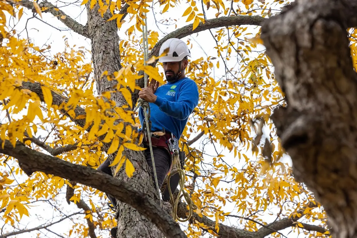 Skilled Tree Transplanting crew working in Maple Shade